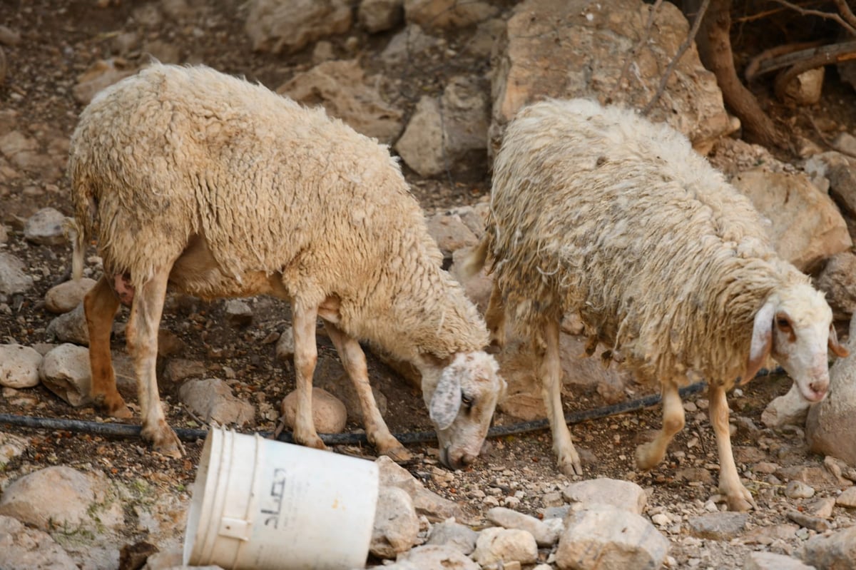 בבידוד ורוצים לטייל? צפו בתיעוד מ'עין קלט'