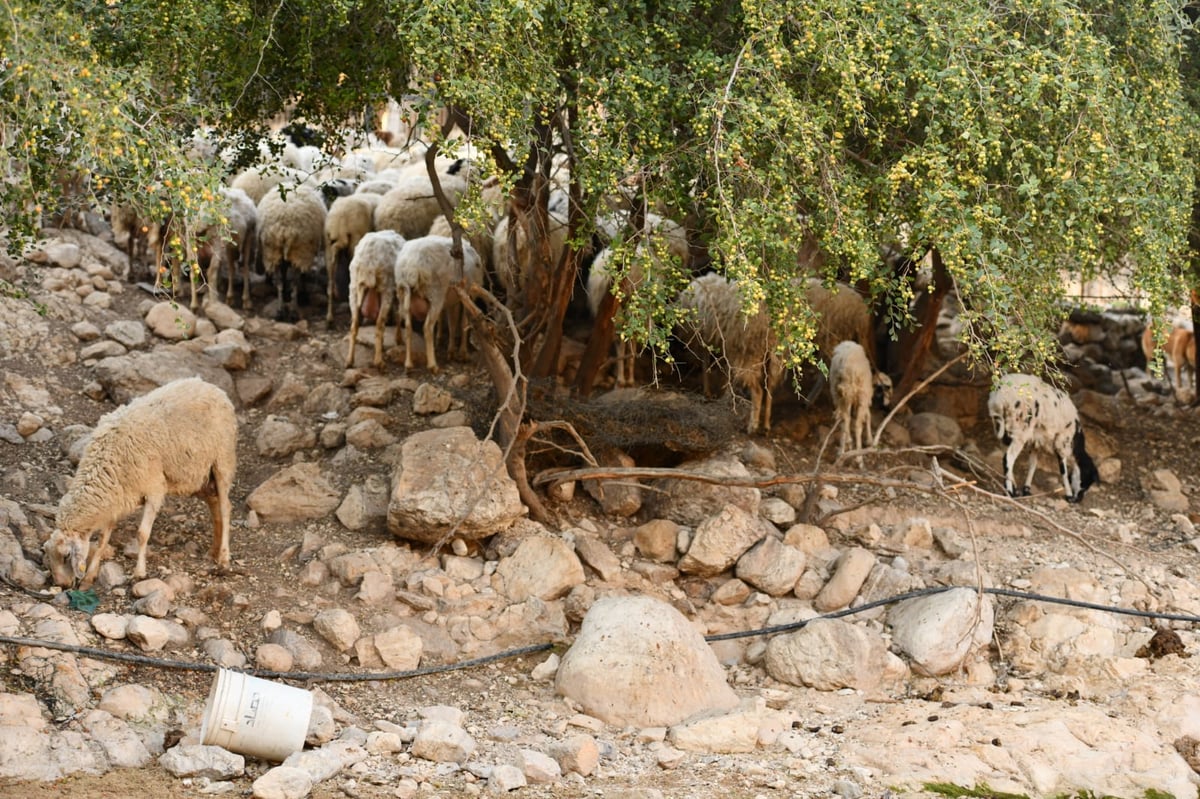 בבידוד ורוצים לטייל? צפו בתיעוד מ'עין קלט'