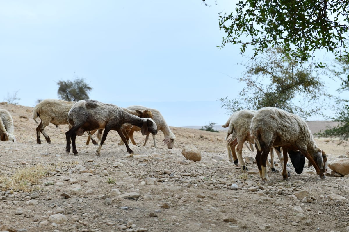 "איזו זרימה": צפו במפלי העוג'ה במבואות יריחו