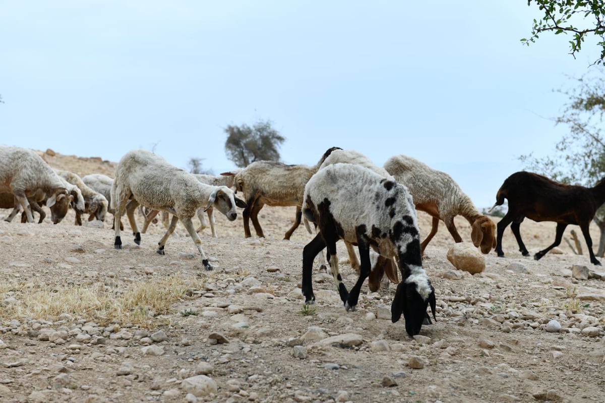 "איזו זרימה": צפו במפלי העוג'ה במבואות יריחו