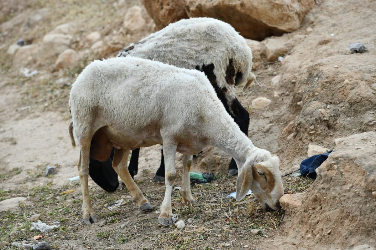 "איזו זרימה": צפו במפלי העוג'ה במבואות יריחו