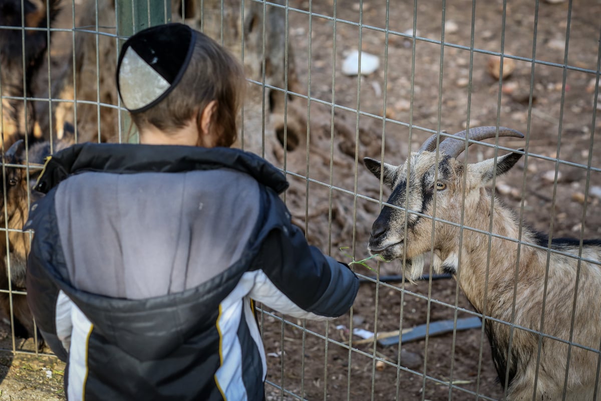 אילוסטרציה