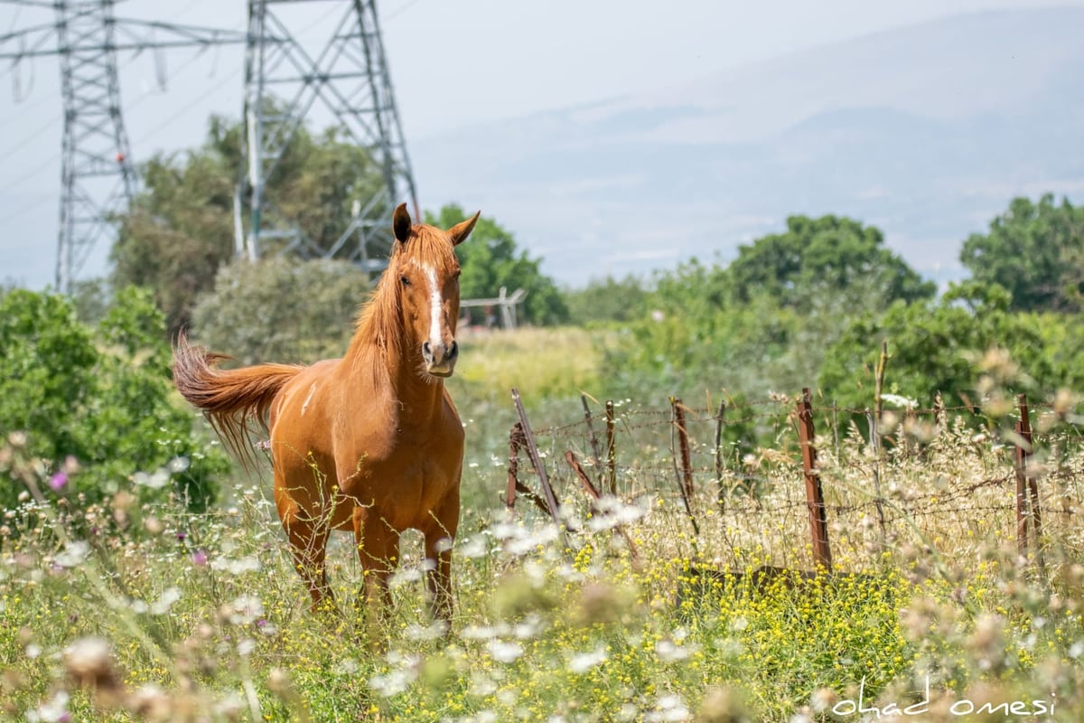 כמו גלויה: תיעוד מרהיב מהגולן היפהפה