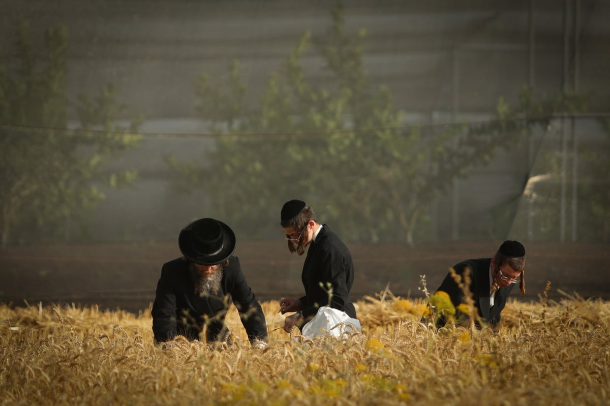 חוששים מהגשם: החיטים למצות כבר נקצרו