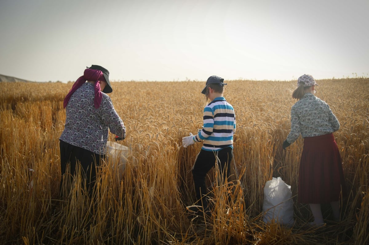 חוששים מהגשם: החיטים למצות כבר נקצרו