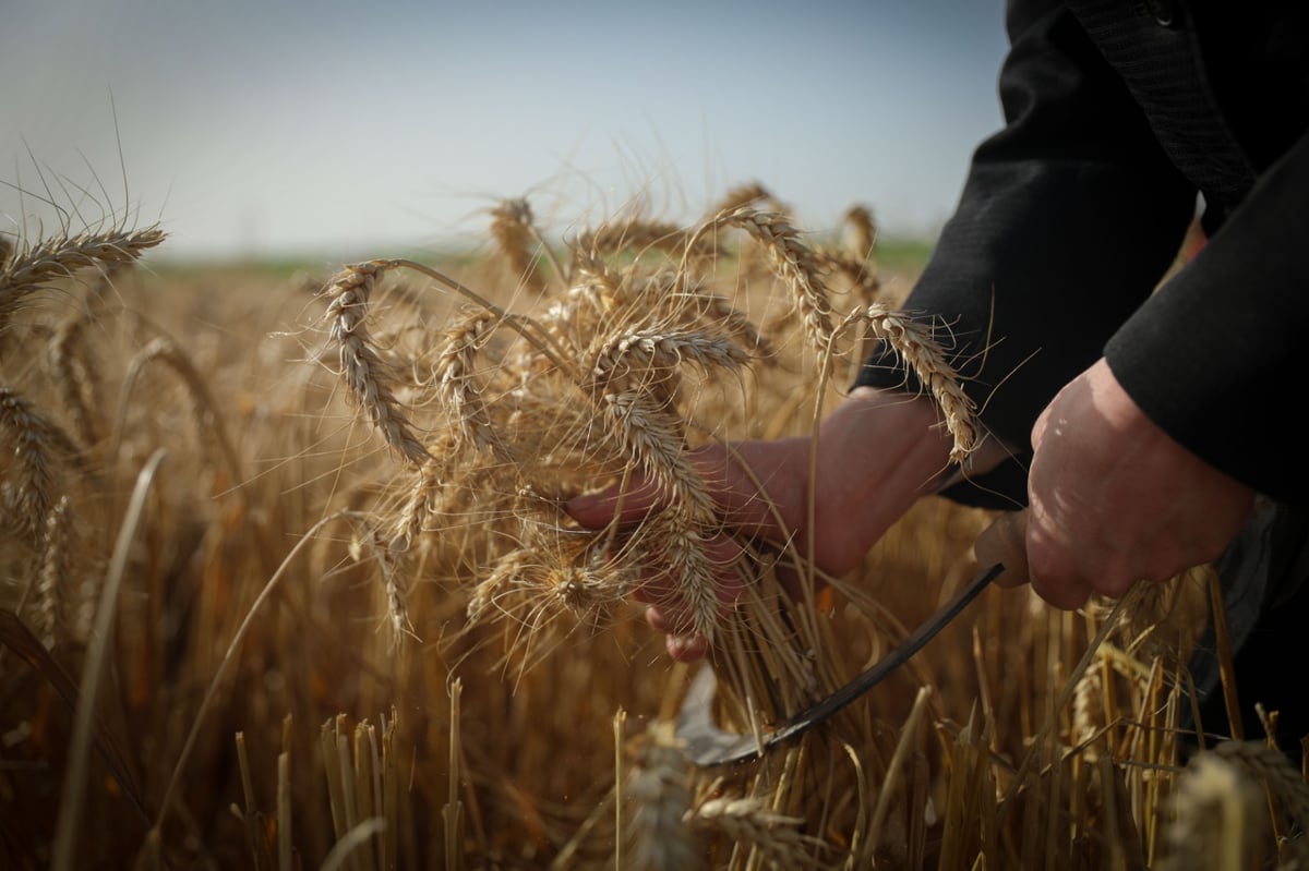 חוששים מהגשם: החיטים למצות כבר נקצרו