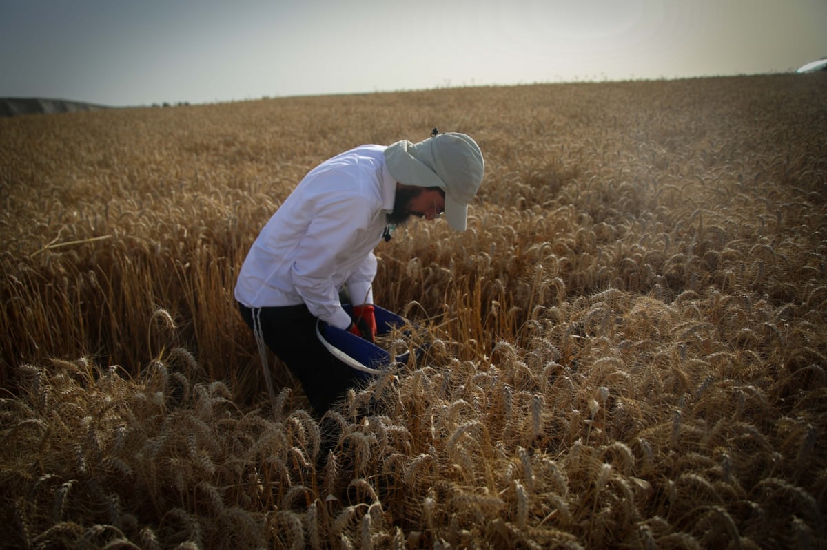 חוששים מהגשם: החיטים למצות כבר נקצרו