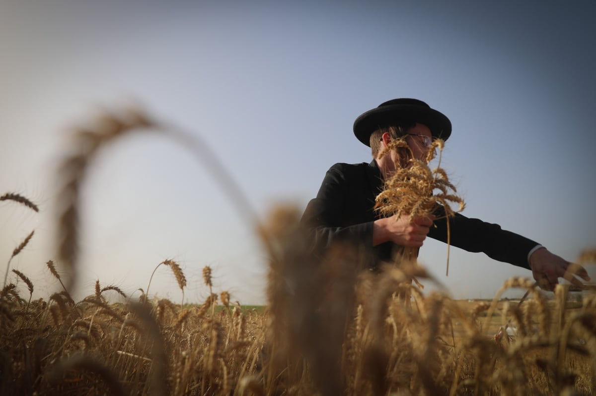 חוששים מהגשם: החיטים למצות כבר נקצרו