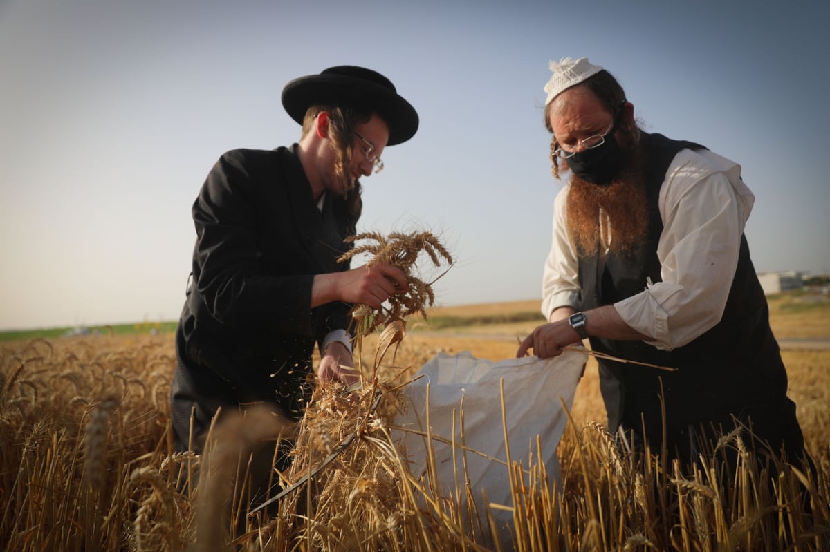 חוששים מהגשם: החיטים למצות כבר נקצרו