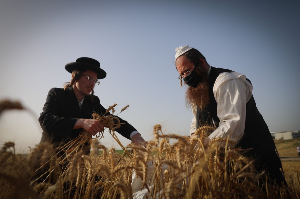 חוששים מהגשם: החיטים למצות כבר נקצרו