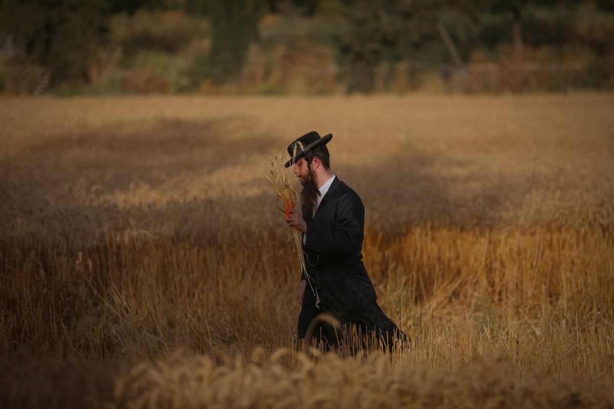 חוששים מהגשם: החיטים למצות כבר נקצרו