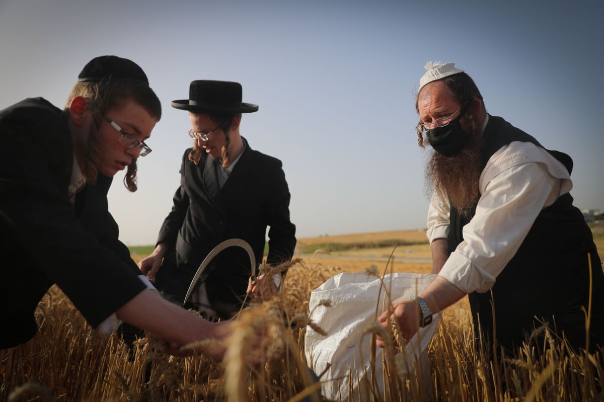 חוששים מהגשם: החיטים למצות כבר נקצרו