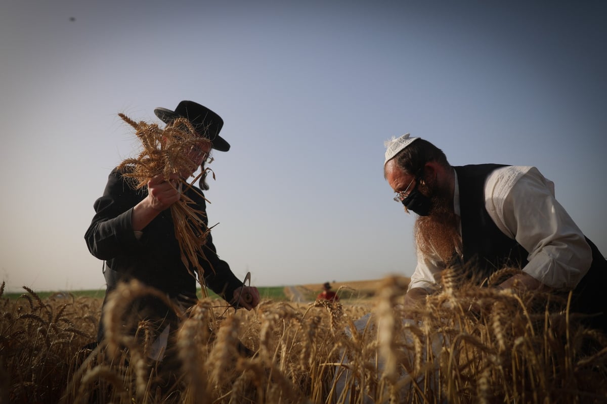 חוששים מהגשם: החיטים למצות כבר נקצרו