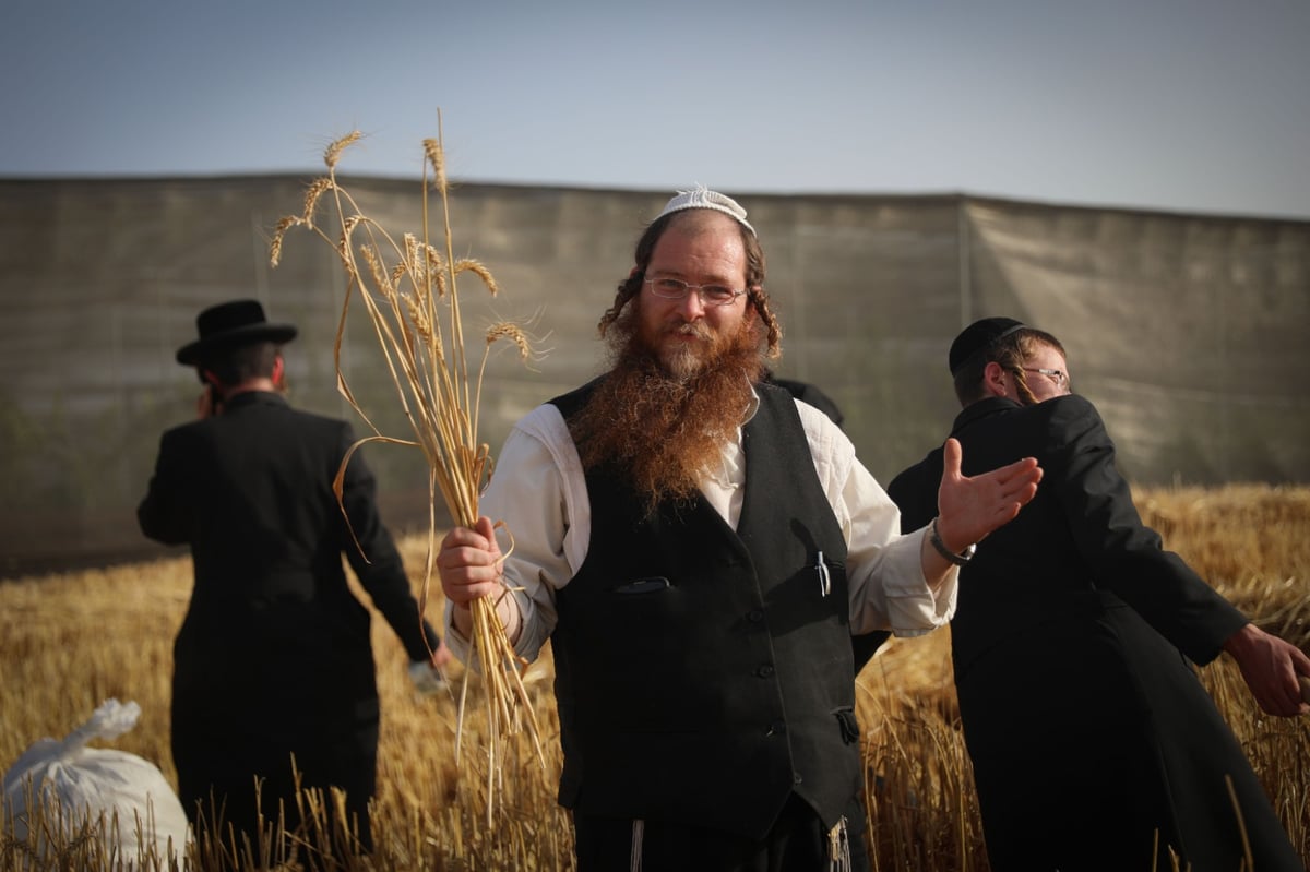 חוששים מהגשם: החיטים למצות כבר נקצרו