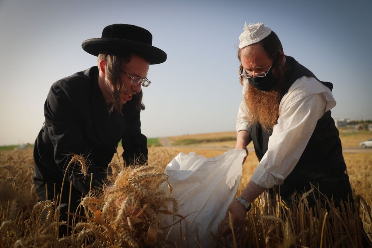 חוששים מהגשם: החיטים למצות כבר נקצרו