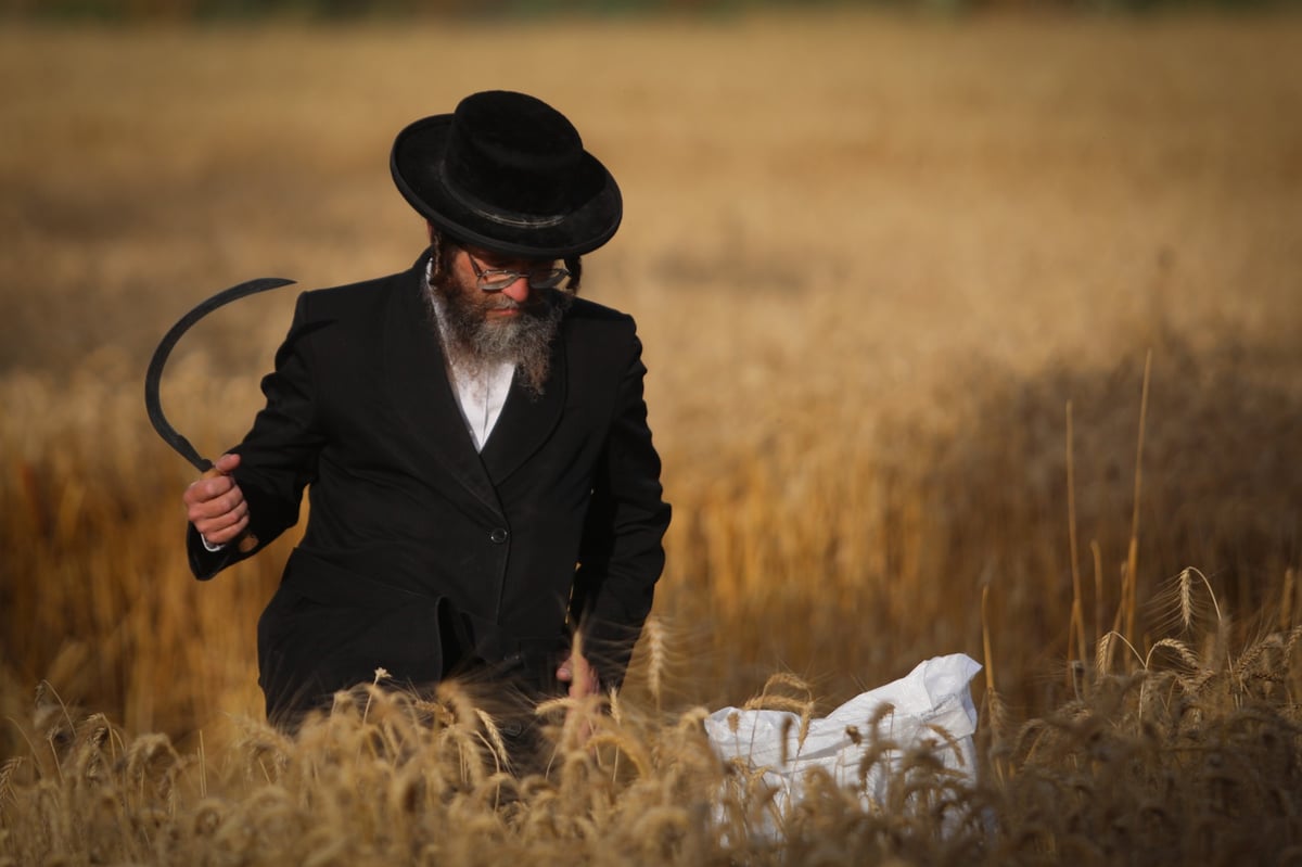 חוששים מהגשם: החיטים למצות כבר נקצרו