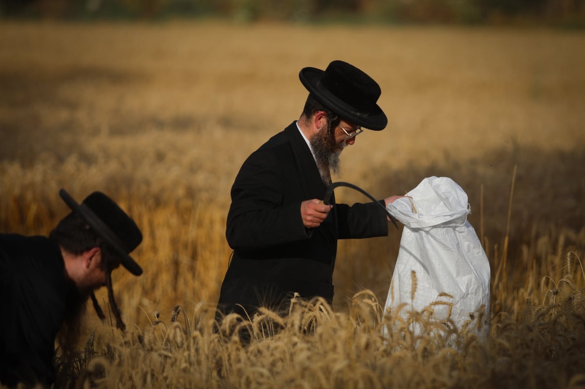 חוששים מהגשם: החיטים למצות כבר נקצרו