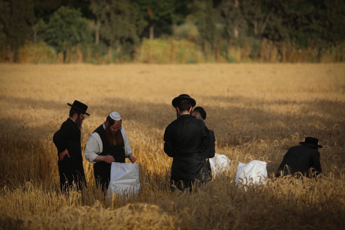 חוששים מהגשם: החיטים למצות כבר נקצרו