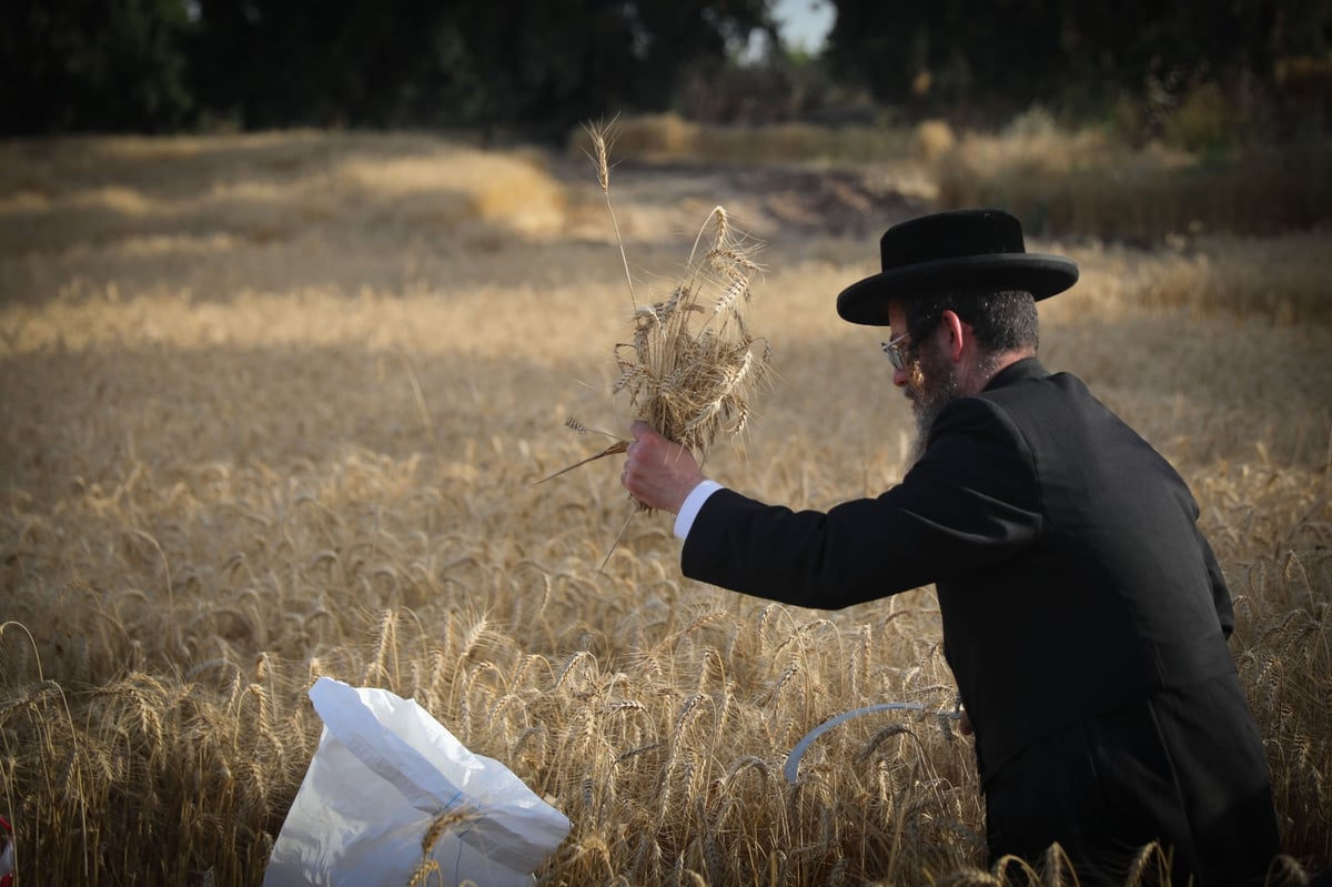 חוששים מהגשם: החיטים למצות כבר נקצרו