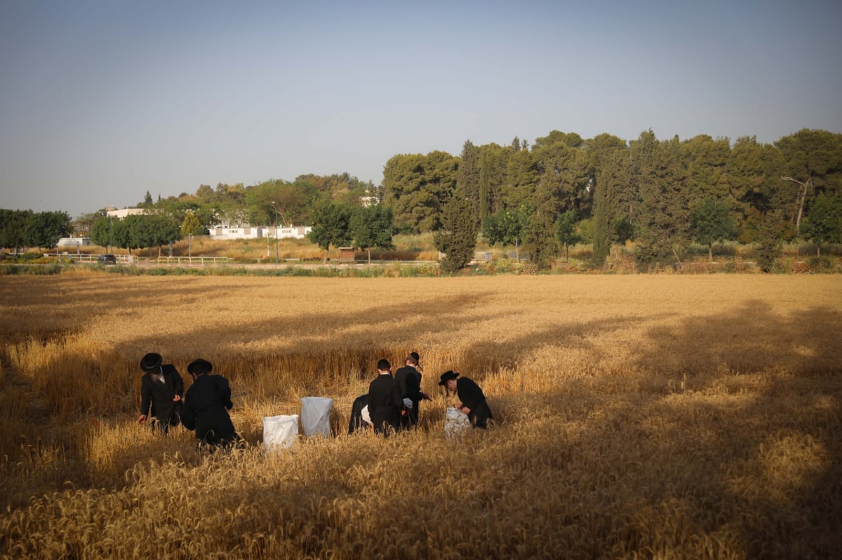 חוששים מהגשם: החיטים למצות כבר נקצרו