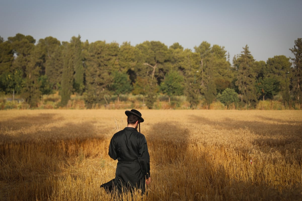 חוששים מהגשם: החיטים למצות כבר נקצרו