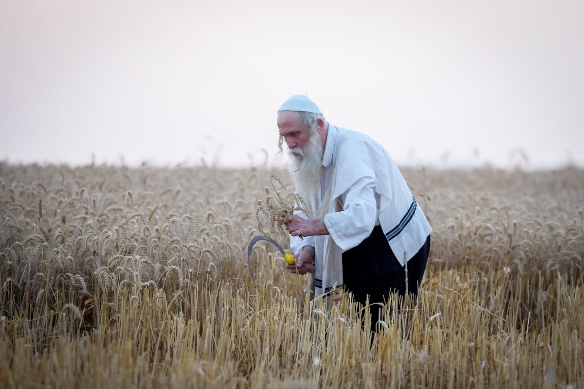 תיעוד: קצירת חיטים עבור המצות של פסח