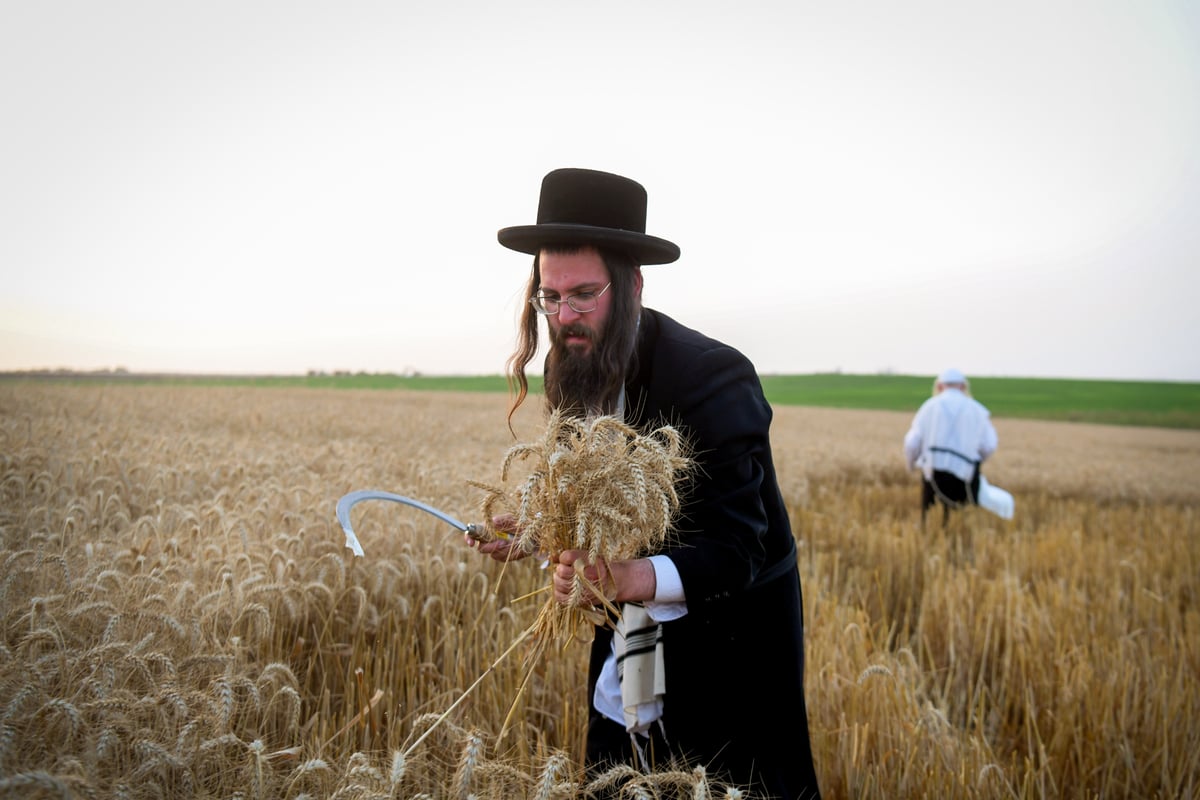 תיעוד: קצירת חיטים עבור המצות של פסח