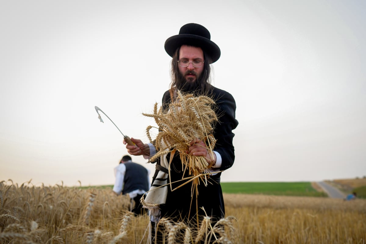 תיעוד: קצירת חיטים עבור המצות של פסח