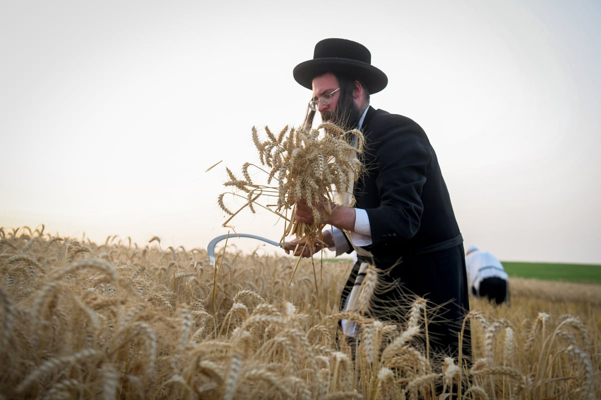 תיעוד: קצירת חיטים עבור המצות של פסח