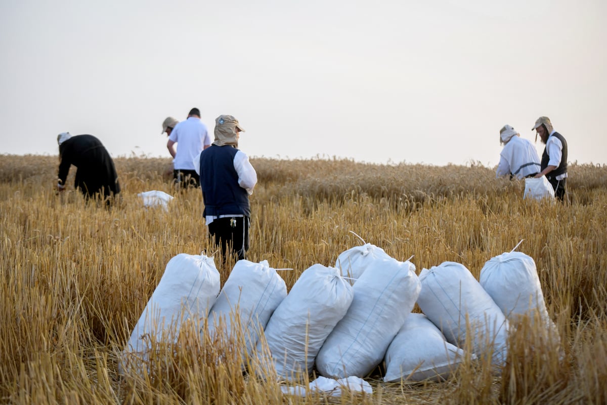 תיעוד: קצירת חיטים עבור המצות של פסח