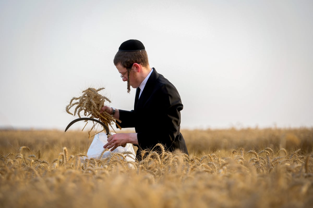 תיעוד: קצירת חיטים עבור המצות של פסח