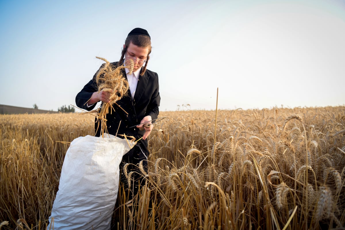 תיעוד: קצירת חיטים עבור המצות של פסח