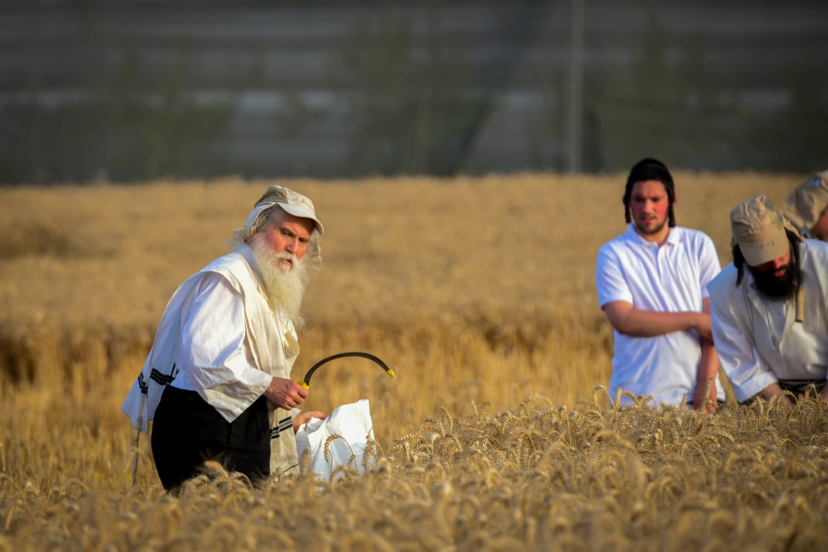 תיעוד: קצירת חיטים עבור המצות של פסח