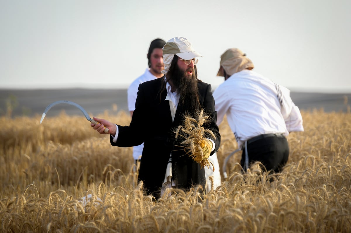 תיעוד: קצירת חיטים עבור המצות של פסח