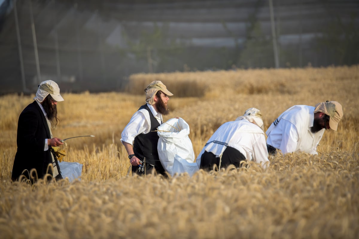 תיעוד: קצירת חיטים עבור המצות של פסח