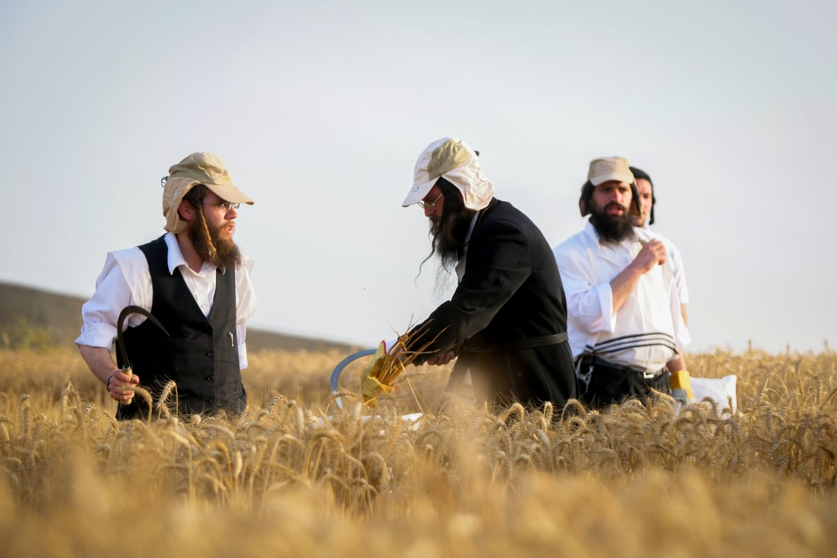 תיעוד: קצירת חיטים עבור המצות של פסח