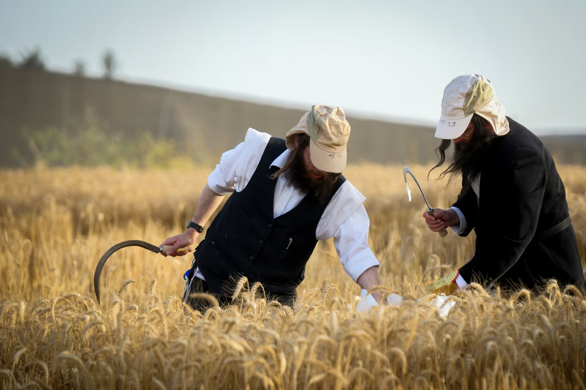 תיעוד: קצירת חיטים עבור המצות של פסח