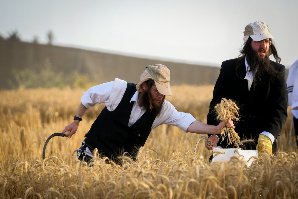 תיעוד: קצירת חיטים עבור המצות של פסח