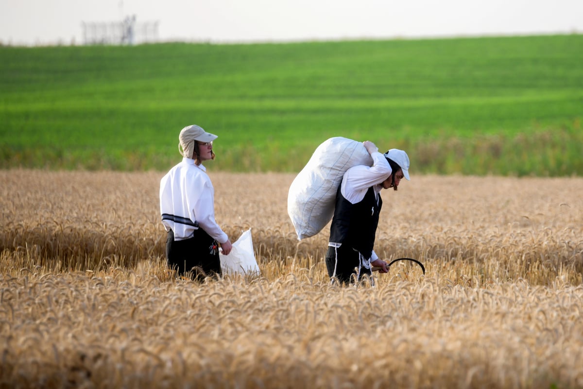 תיעוד: קצירת חיטים עבור המצות של פסח