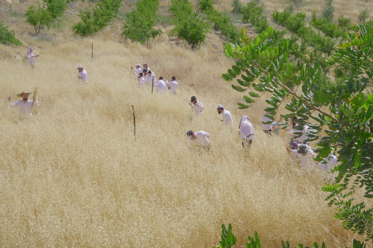 אברכים קצרו חיטים והכינו את "שתי הלחם"