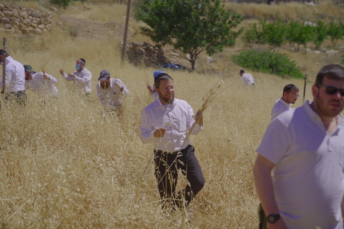 אברכים קצרו חיטים והכינו את "שתי הלחם"