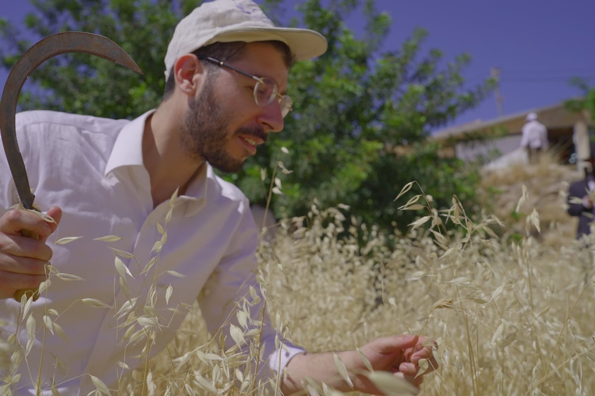 אברכים קצרו חיטים והכינו את "שתי הלחם"