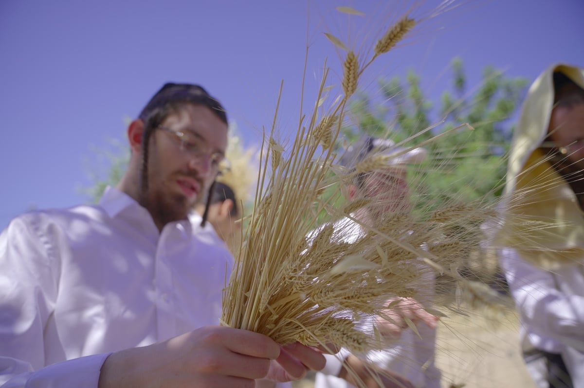 אברכים קצרו חיטים והכינו את "שתי הלחם"