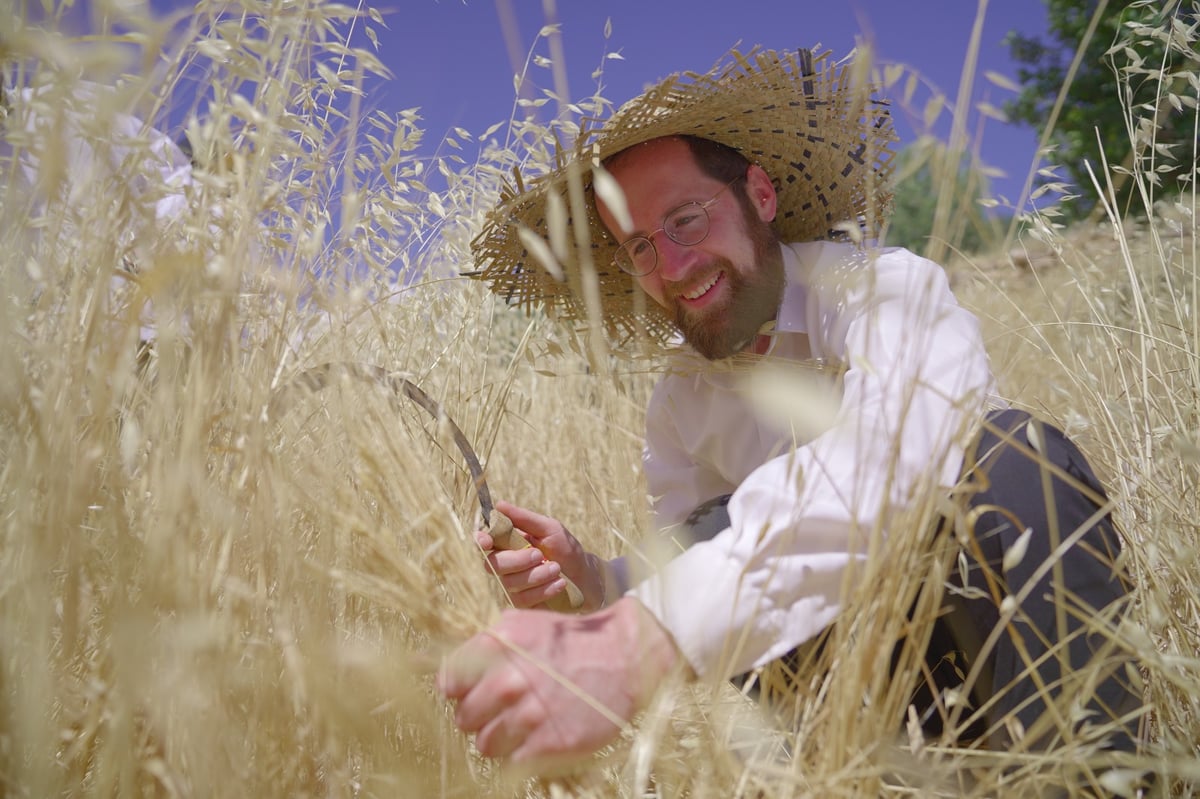 אברכים קצרו חיטים והכינו את "שתי הלחם"