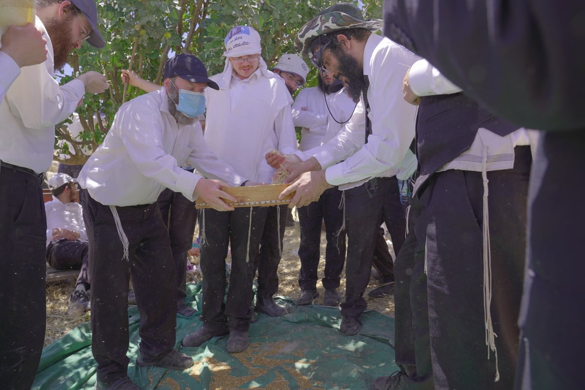 אברכים קצרו חיטים והכינו את "שתי הלחם"