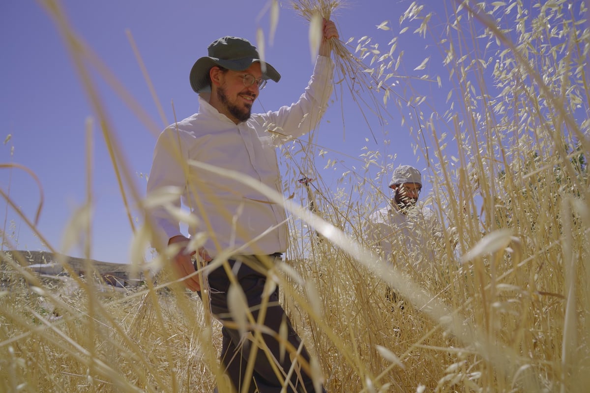 אברכים קצרו חיטים והכינו את "שתי הלחם"