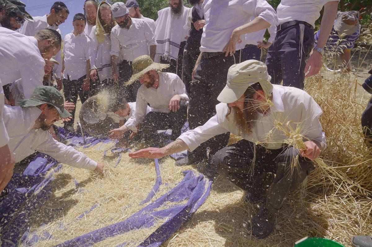 אברכים קצרו חיטים והכינו את "שתי הלחם"