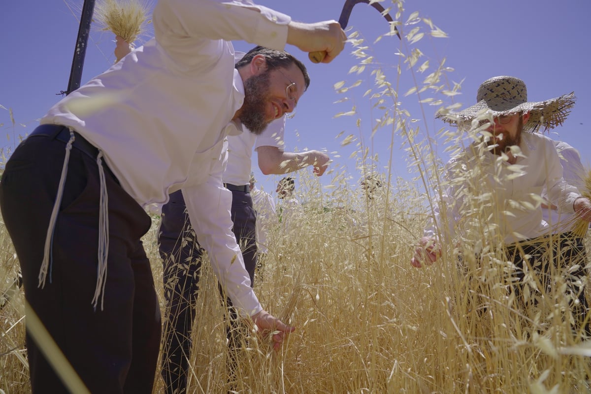 אברכים קצרו חיטים והכינו את "שתי הלחם"