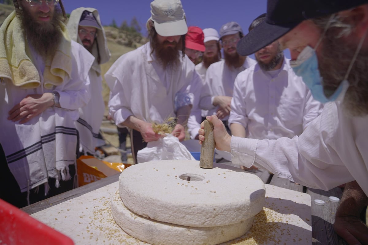 אברכים קצרו חיטים והכינו את "שתי הלחם"