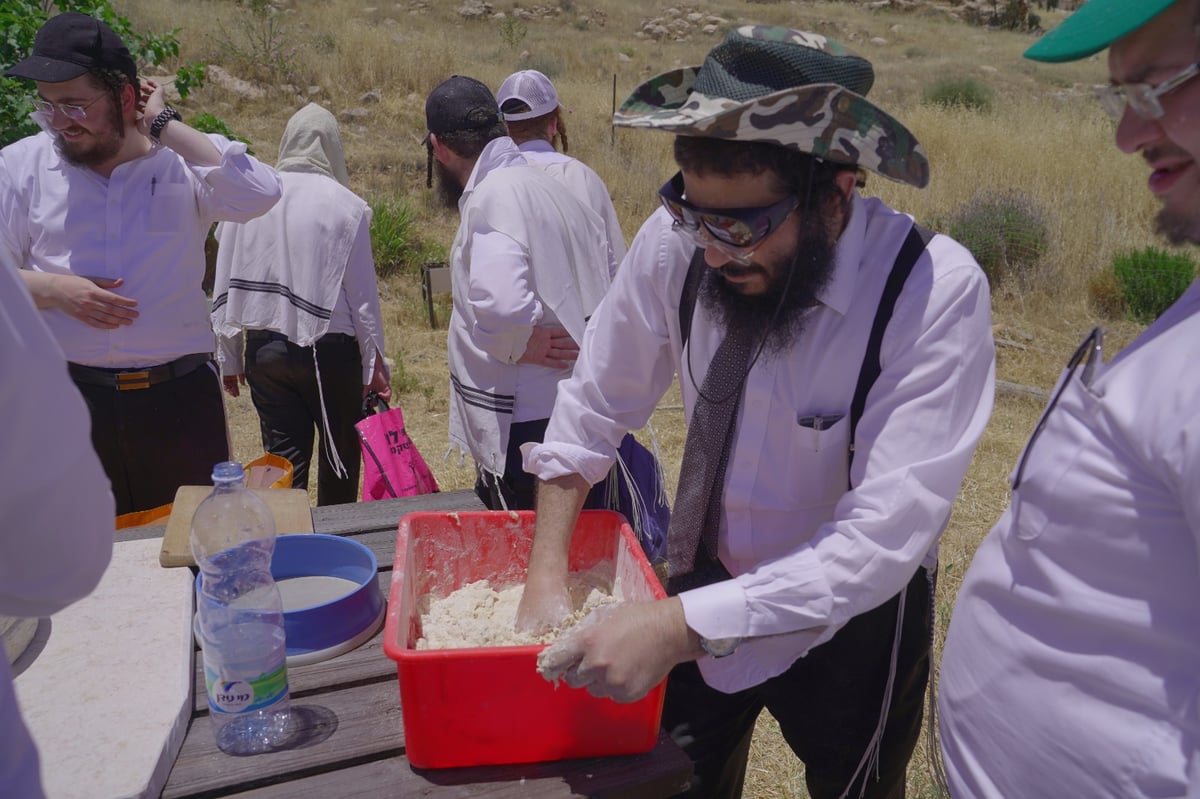 אברכים קצרו חיטים והכינו את "שתי הלחם"